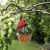 Panam Cardinal Hanging Acorn Bird House